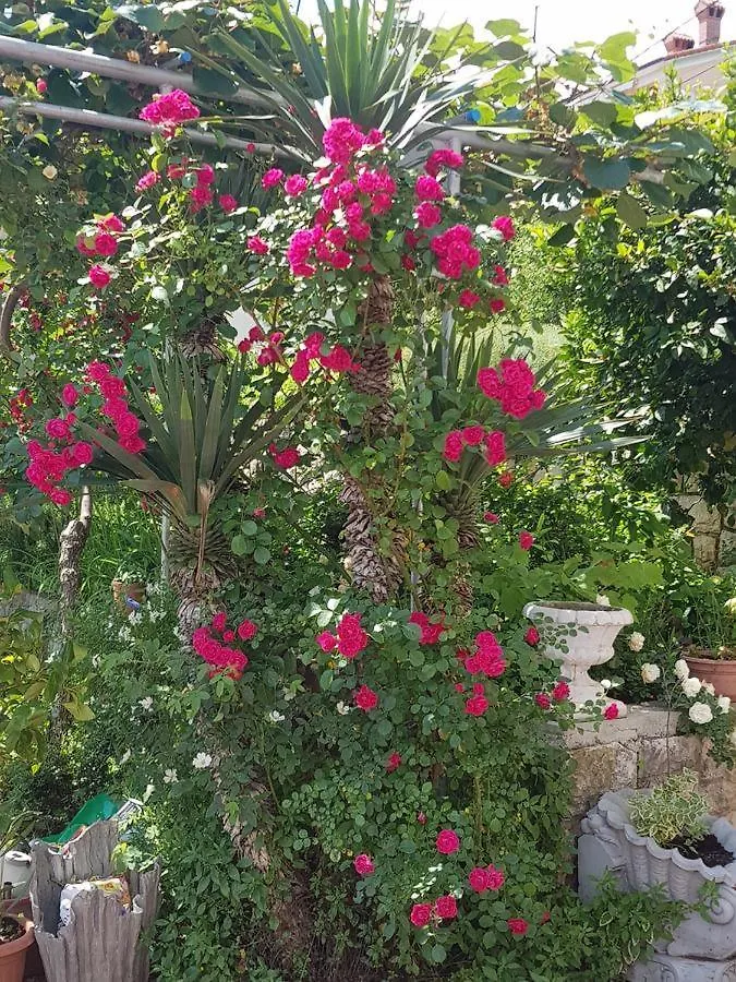 Διαμέρισμα Apartmani Adria Οπατία